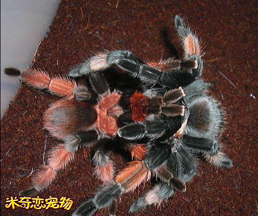 nba无插件直播在线观看蜘蛛_(nba无插件直播在线观看102)