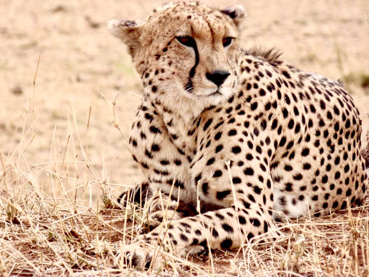 坦桑超：喷泉门VS坦桑尼亚监狱的简单介绍  第1张